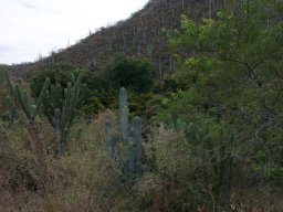Oaxaca2011-2